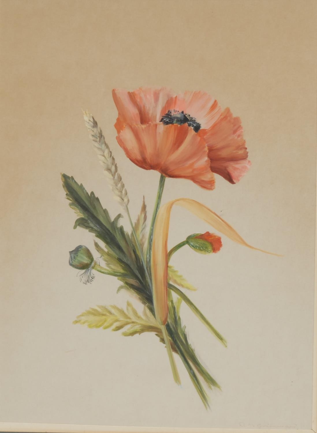 D M Grimwood Still Life, Poppy signed, watercolour, 38.5cm x 28cm