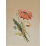 D M Grimwood Still Life, Poppy signed, watercolour, 38.5cm x 28cm