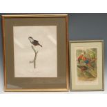 Interior Decoration - a 19th century ornithological furnishing print, Gremilliet, by, Pauline De