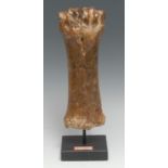 Natural History - Palaeontology - a bison bone, mounted for display, 31cm high overall