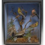 Taxidermy - a Victorian arrangement of British birds, naturalistically mounted amongst branches,
