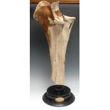 Natural History - Palaeontology - a prehistoric Mammoth leg bone, 70cm long, mounted for display