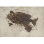 Natural History - Palaeontology - a large fossilised fish specimen, phareodus, 33cm x 45cm, oak