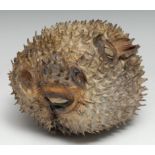 Taxidermy - a puffer fish (tetraodontidae), 21cm long