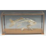 Natural History - a mounted fish skeleton, Common Carp (cyprinus carpio), prepared and mounted in