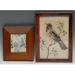 A 19th century ornithological feather picture, depicting a bird on a branch, watercolour background,