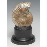 Natural History - Palaeontology - a pearly amonite, mounted for display, 18cm high overall