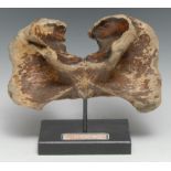 Natural History - Palaeontology - a bison priscus atlas vertebra, 24cm wide