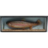 Taxidermy - a Rainbow Trout, naturalistically mounted, 62cm long, 20cm high, glazed case