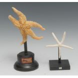 Natural History - a starfish or sea star (asteroidea), mounted for display, 22cm high overall;