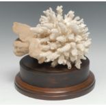 Natural History - a large coral specimen, of two types, mounted for display, 23cm high overall