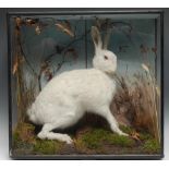 Taxidermy - an albino mountain hare, naturalistically mounted amongst moss and grasses, glazed