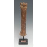 Natural History - Palaeontology - an equine bone, mounted for display, 33cm high overall