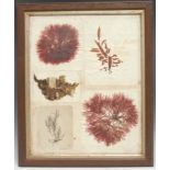 Natural History - Phycology - a 'herbarium' arrangement of seaweed samples, each annotated with