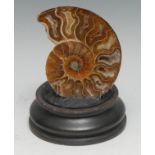 Natural History - Palaeontology - an ammonite fossil, cut in cross-section and polished, mounted for