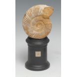 Natural History - Palaeontology - an ammonite fossil, mounted for display, 16cm high overall