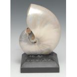 Natural History - Conchology - a pearl nautilus shell, mounted for display, 22cm high