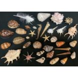 Conchology - shells and marine specimens inc Seahorse, Starfish, Conch, Whelk and other shells etc.