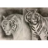 Peter Sturgess (1932-2015) Tiger standing, signed, pencil sketch, 49cm x 30cm; others similar 46cm x