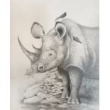 Peter Sturgess (1932-2015) Rhinoceros eating, signed, pencil sketch, 43cm x 33cm
