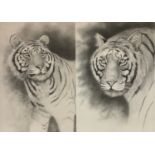 Peter Sturgess (1932-2015) Tigers Gaze, unsigned, pencil sketch, 45cm x 33cm; another 51cm x 31cm (