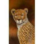 Peter Sturgess (1932-2015) Cheetah, oil on board, 45.5cm x 26.5cm; another similar, 41cm x 31cm (2)