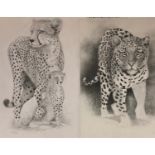 Peter Sturgess (1932-2015), Cheetah Mother and Cub, signed, pencil sketch, 54.5cm x 31.5cm; others