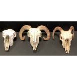 A Rams Skull, with horns, 34cm x 30cm others conforming (3)