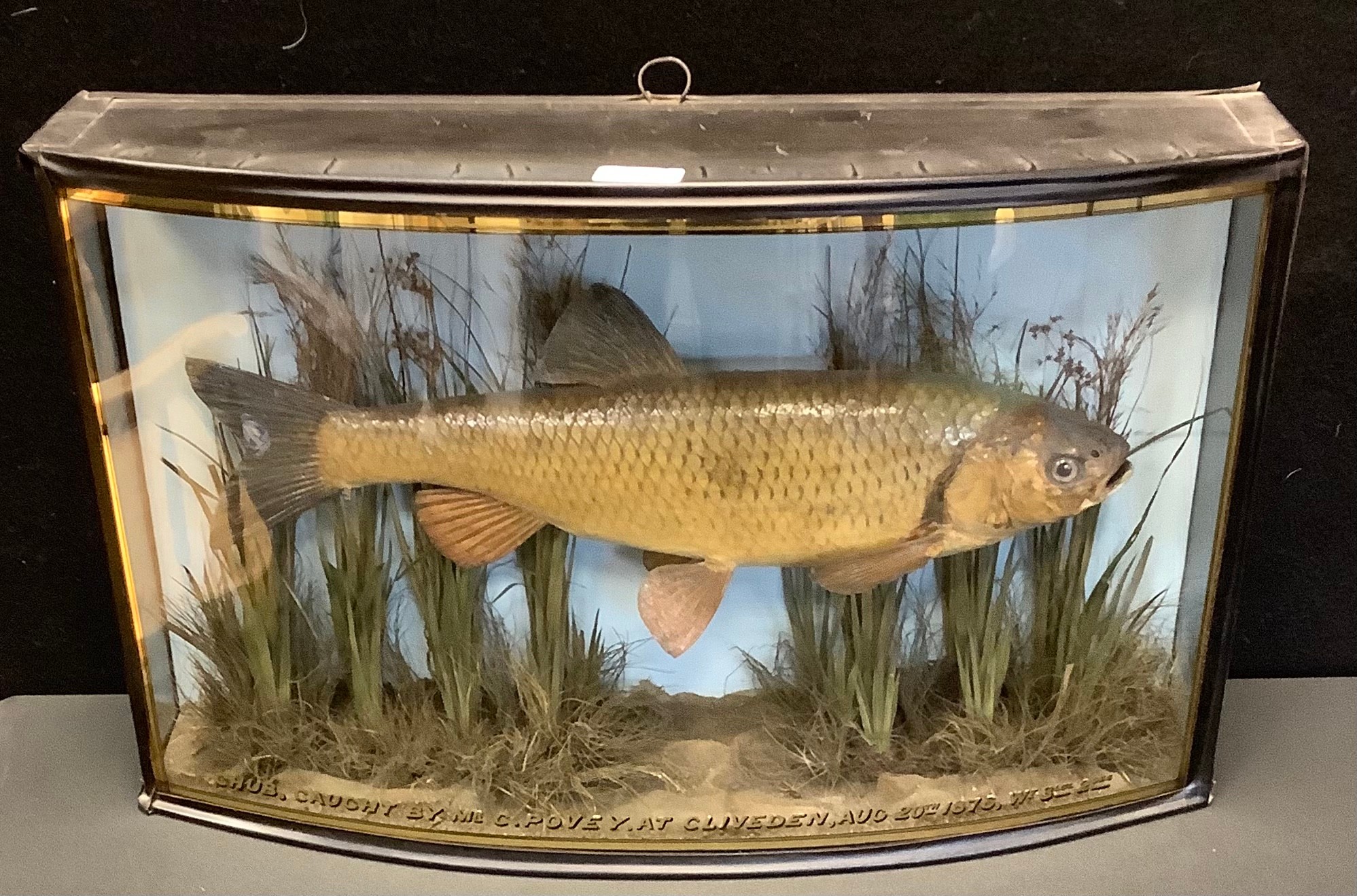 Taxidermy - Chub, caught by Mr C Povey at Cliveden, Aug 20th 1876, Wt 3lb 2oz, glazed and ebonised