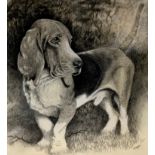 Peter Sturgess (1932-2015) Bassett Hound, signed, pencil sketch, 39cm x 36.5cm; another