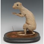 Taxidermy - The Macabre - a mummified rat, glass dome, 28cm high