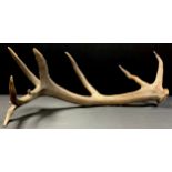 A single antler, approx. 90cm