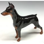 A Royal Doulton model of a Doberman dog, Ch. Rancho Dobe's Storm, HN2645, printed marks