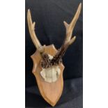 A pair of antlers, mounted on a wooden shield, approx. 29cm