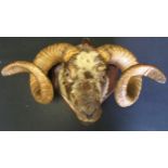 Taxidermy - a horned sheep's head, mounted on oak shield plaque, 32cm high, 42.5cm wide