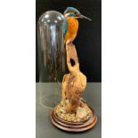 Taxidermy - a Kingfisher, perched on driftwood stand, under dome, 40cm high overall, 13cm diam