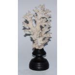 Natural History - a coral specimen, mounted for display, 22cm high overall