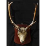 Taxidermy - a red deer (Cervus elaphus) stag, ten point antlers, mounted on a shield for display,