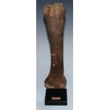 Natural History - Palaeontology - a bison bone, mounted for display, 31cm high overall