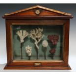 Natural History - a table top wunderkammer, enclosing a diorama arrangement of coral specimens,