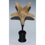 Natural History - a starfish, mounted for display, 30cm high overall