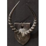 Taxidermy - antelope horns, mounted on a shield for display, 38cm high, 24.5cm wide overall