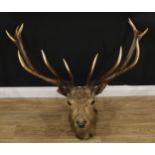 Taxidermy - a red deer (Cervus elaphus) 'Royal' stag, twelve point antlers, 99cm high, 116cm wide