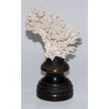 Natural History - a coral specimen, mounted for display, 18cm high