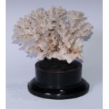 Natural History - a large finger coral specimen, 23cm wide, mounted for display