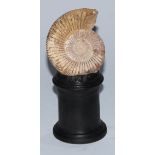 Natural History - Palaeontology - an ammonite fossil, mounted for display, 14.5cm high overall