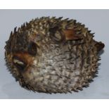 Natural History - a puffer fish (tetraodontidae), 21cm long