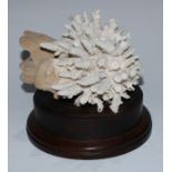 Natural History - large white coral specimen, mounted for display, 19cm wide