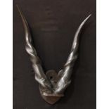 Taxidermy - antelope horns, possibly giant eland (Taurotragus derbianus), mounted on a shield for