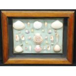 Natural History, Conchology - an arrangement of exotic seashells, the table-tope case 36cm x 47cm